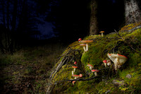Fly Agarics at Loch Awe, Scotland