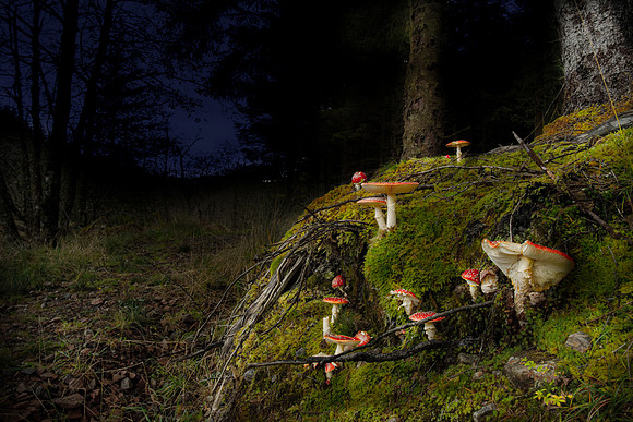 Fly Agarics at Loch Awe, Scotland