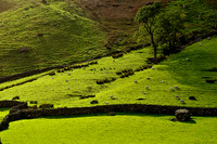 Sheep on a Hillside, Longsleddale, Lake District