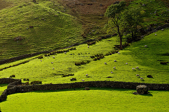 Sheep on a Hillside, Longsleddale, Lake District