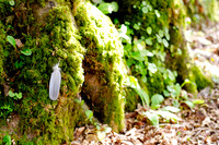 A Floating Feather Pauses
