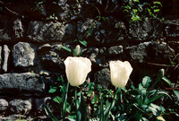 Tulips in our Garden