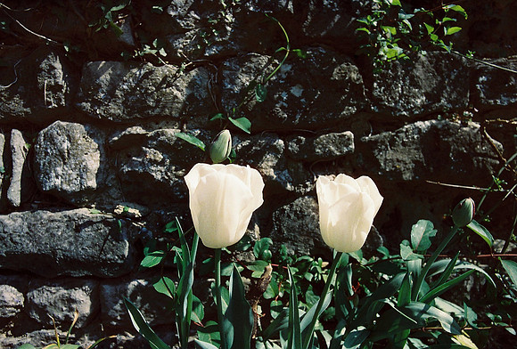 Tulips in our Garden