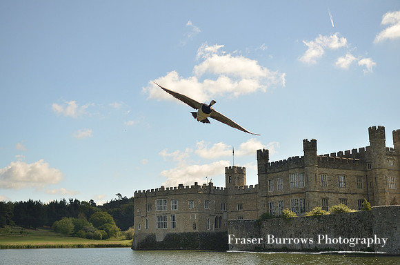 Flight - Leeds Castle