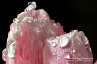 Droplets on a Tulip