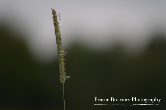 Waving Grass- Shoreham - Kent